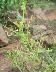 Vangueria