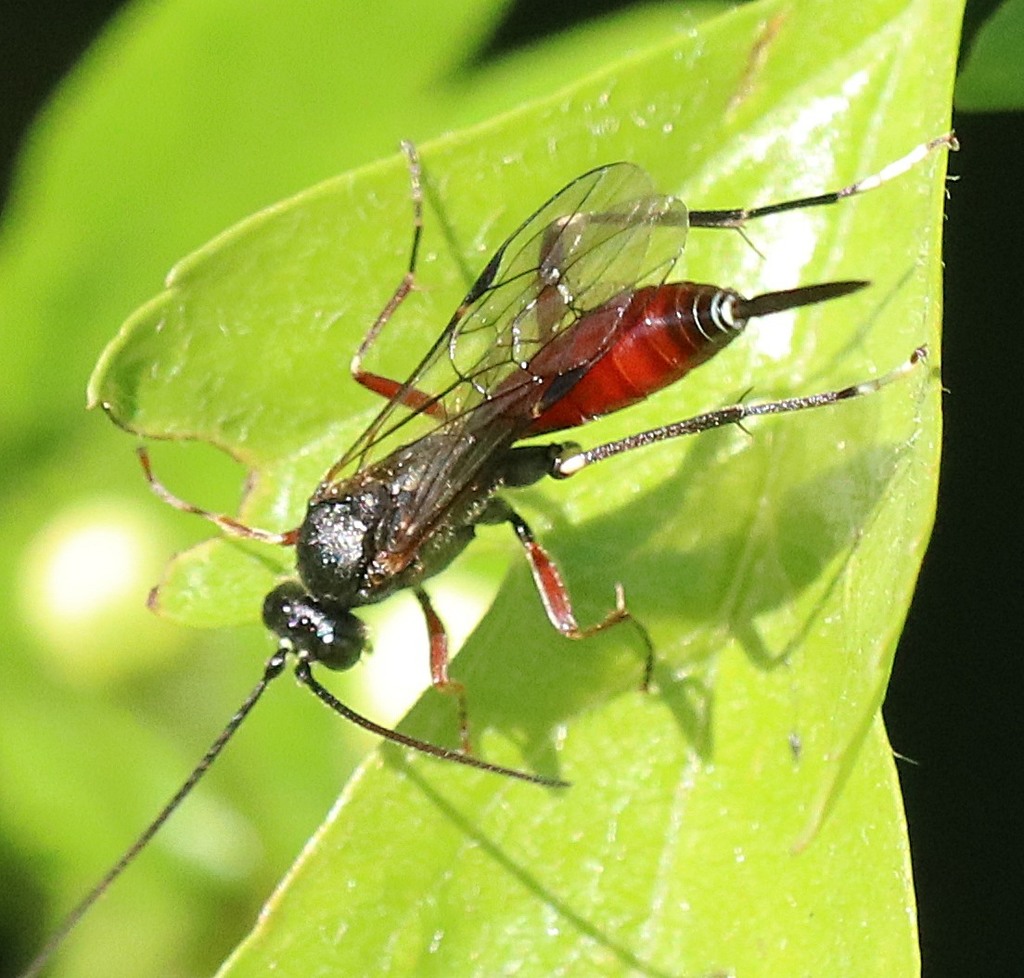 Alloplasta piceator
