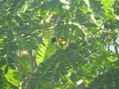 Euphonia trinitatis