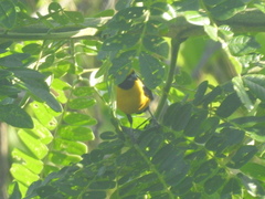 Euphonia trinitatis