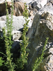 Artemisia chamaemelifolia