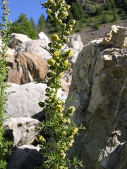 Artemisia chamaemelifolia