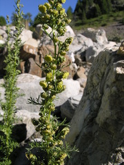 Artemisia chamaemelifolia