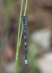 Coenagrion caerulescens