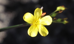 Linum thunbergii