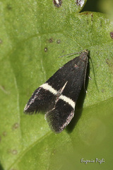 Aproaerema cinctella