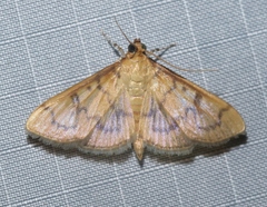 Psara dryalis