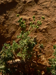 Artemisia judaica