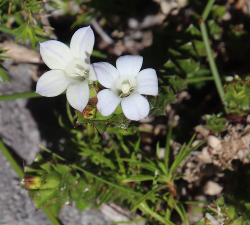 Image of Rigid Bell (Roella amplexicaulis) by (c) Tony Rebelo, some rights reserved (CC BY-SA)
