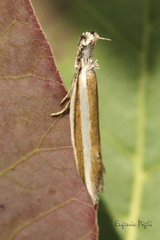 Pleurota aristella