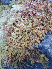 Sciuro-hypnum plumosum