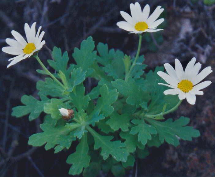 Margarita de las Canarias