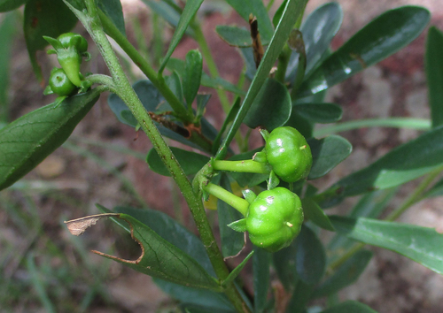 Turraea obtusifolia image