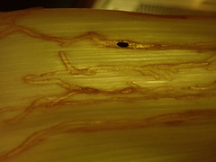 Phytomyza gymnostoma