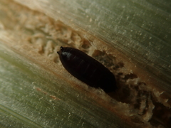 Phytomyza gymnostoma