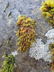 Schistidium strictum