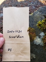 Schistidium strictum