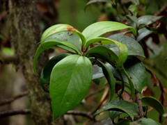 Metrosideros albiflora