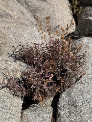 Penstemon clevelandii connatus