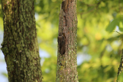 Northern Rough-Winged Swallow photo 4