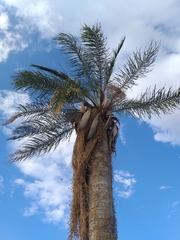 Acrocomia intumescens