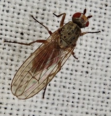Tephrochlamys rufiventris