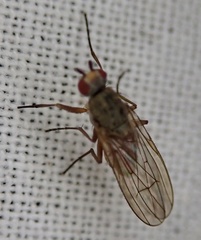 Tephrochlamys rufiventris