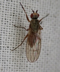 Tephrochlamys rufiventris