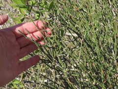 Ephedra antisyphilitica