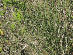 Ephedra antisyphilitica