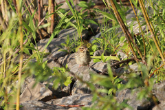 Spizella pallida