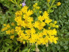 Solidago rigida glabrata