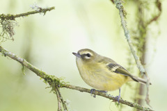 Vireo carmioli