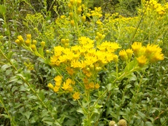 Solidago rigida glabrata
