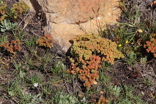 Crassula glomerata