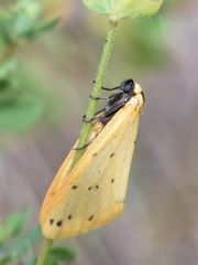 Setina irrorella