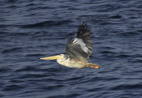 Pink-backed Pelican