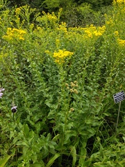 Solidago rigida glabrata