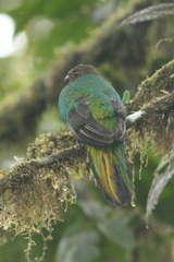 Pharomachrus auriceps