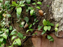 Metrosideros albiflora