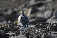 Lagopus muta hyperborea