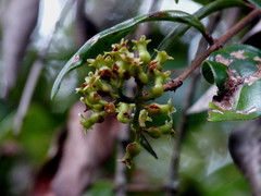 Metrosideros albiflora