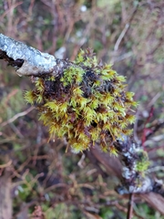 Ulota obtusiuscula