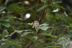 Solanum vespertilio doramae
