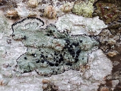 Mycoblastus affinis