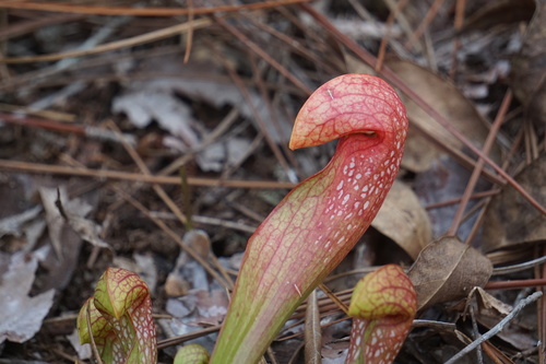 Sarracenia X formosa