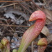 Sarracenia × formosa - Photo (c) Daniel Folds,  זכויות יוצרים חלקיות (CC BY-NC), הועלה על ידי Daniel Folds