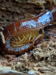 Scolopocryptops spinicaudus