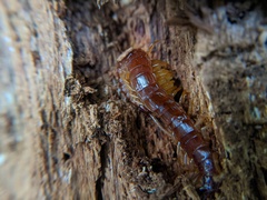 Scolopocryptops spinicaudus