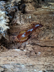 Scolopocryptops spinicaudus